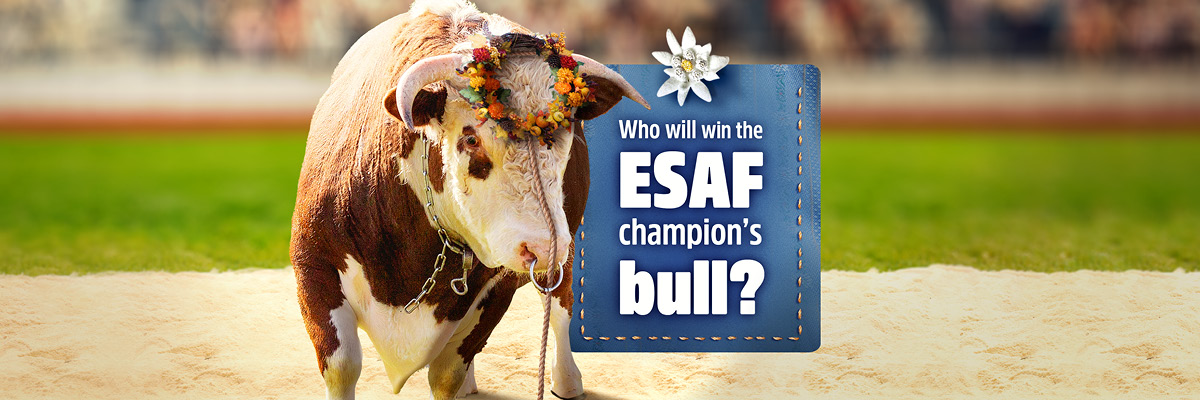 Who will win the ESAF champion's bull?